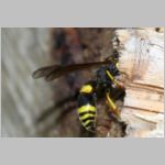 Symmorphus gracilis - Lehmwespe 09b 9mm fdet11.jpg